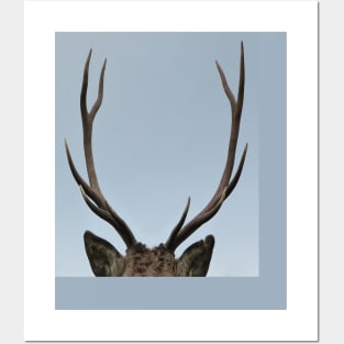 Close up of a Highland Stag Posters and Art